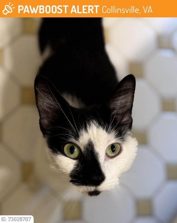 Found/Stray Female Cat last seen Kings mountain road, Collinsville, VA 24078
