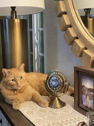 Lost Male Cat last seen New England Dr, Moreno Valley, CA, Moreno Valley, CA 92553