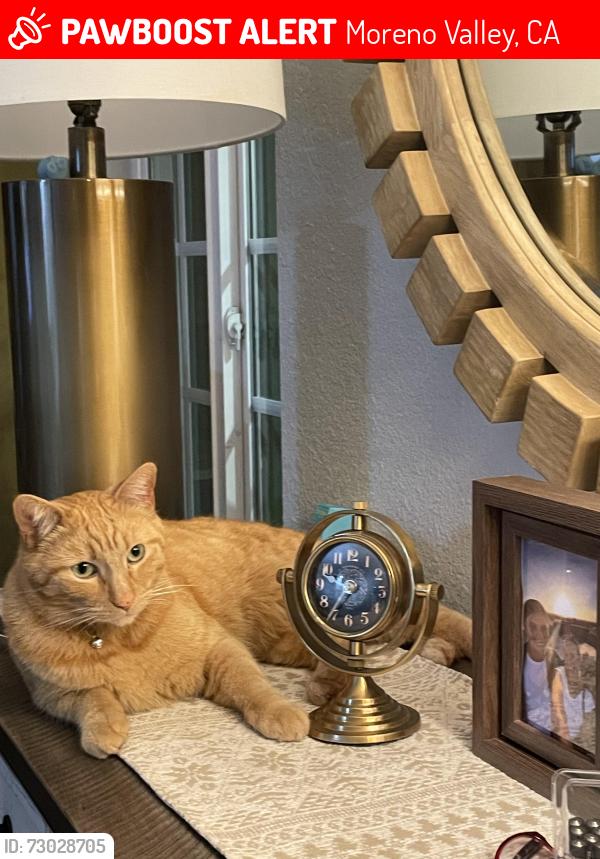 Lost Male Cat last seen New England Dr, Moreno Valley, CA, Moreno Valley, CA 92553