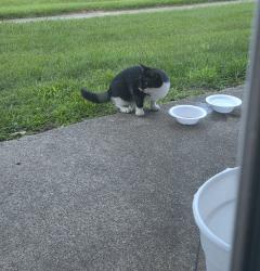 Found/Stray Female Cat last seen Louisville ky, Louisville, KY 40219
