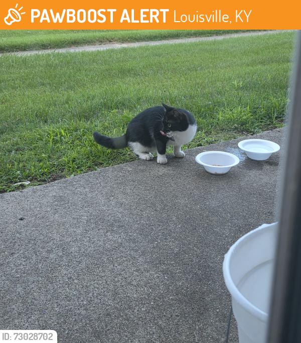 Found/Stray Female Cat last seen Louisville ky, Louisville, KY 40219