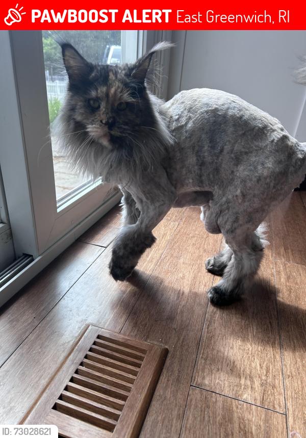 Lost Female Cat last seen East greenwich high school, East Greenwich, RI 02818