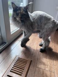Lost Female Cat last seen East greenwich high school, East Greenwich, RI 02818