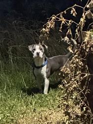 Found/Stray Unknown Dog last seen Asheville highway, Knoxville, TN 37924