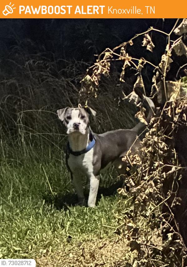 Found/Stray Unknown Dog last seen Asheville highway, Knoxville, TN 37924