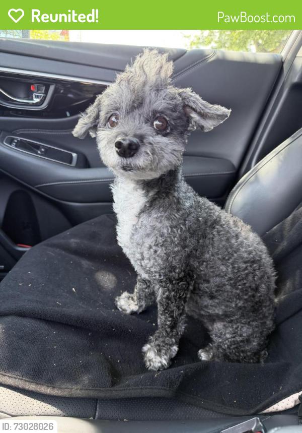 Reunited Female Dog last seen Fremont Ave and N 39th, Seattle, WA 98103