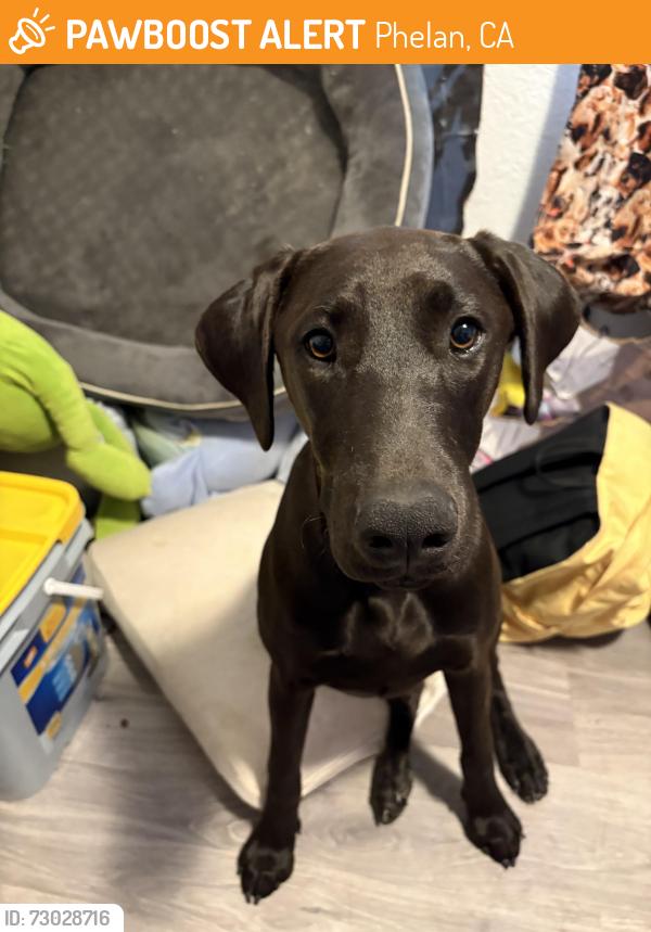 Found/Stray Female Dog last seen Beekley and del Rosa, Phelan, CA 92372