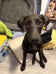Found/Stray Female Dog last seen Beekley and del Rosa, Phelan, CA 92372