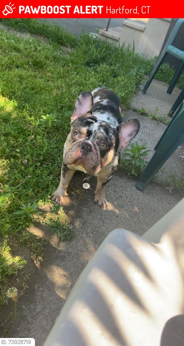 Lost Male Dog last seen Near Newton street Hartford , Hartford, CT 06106