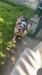 Lost Male Dog last seen Near Newton street Hartford , Hartford, CT 06106