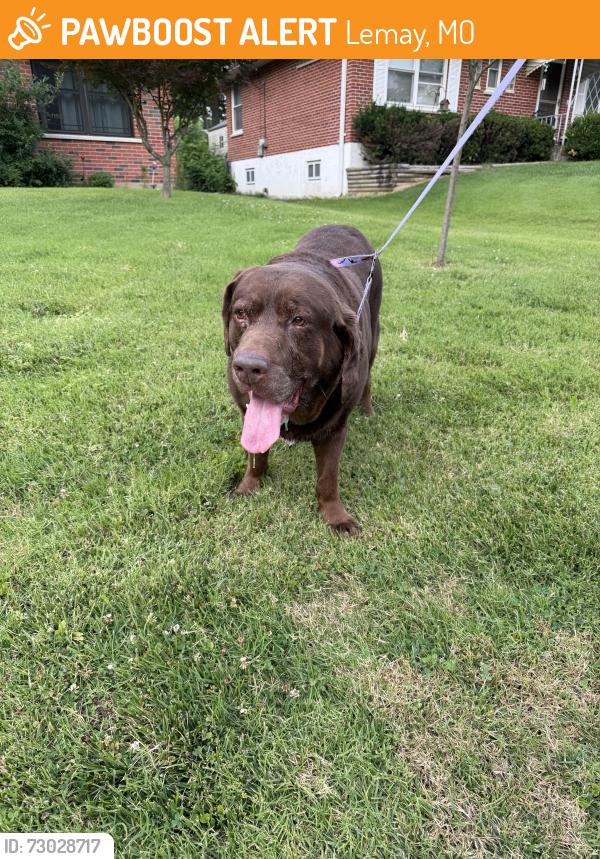 Found/Stray Male Dog last seen Lemay ferry road and park crest drive, Lemay, MO 63125