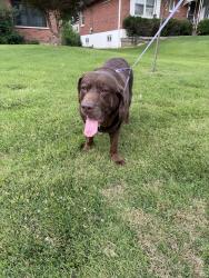 Found/Stray Male Dog last seen Lemay ferry road and park crest drive, Lemay, MO 63125