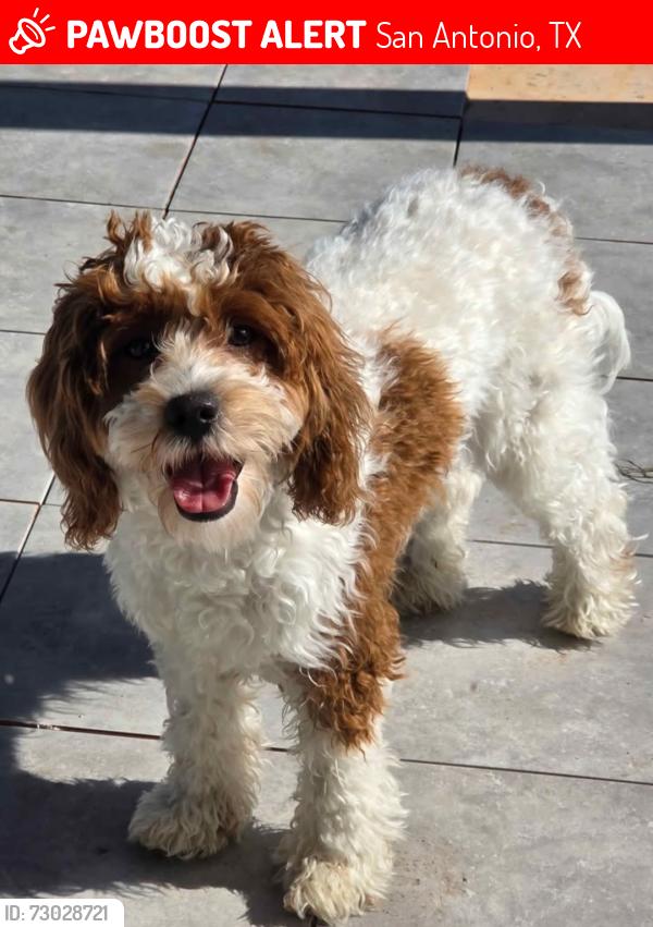 Lost Male Dog last seen Evans- Wortham Oaks, San Antonio, TX 78261