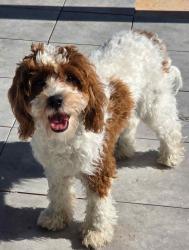 Lost Male Dog last seen Evans- Wortham Oaks, San Antonio, TX 78261