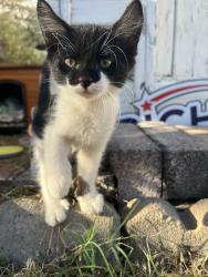 Lost Male Cat last seen 18th Str and Missouri, Phoenix, AZ 85016