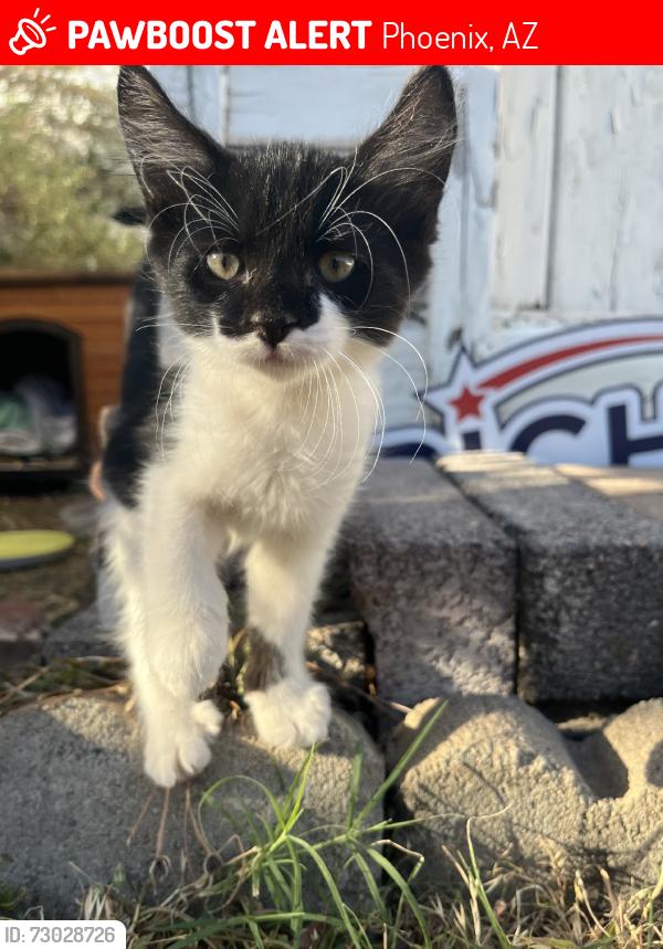 Lost Male Cat last seen 18th Str and Missouri, Phoenix, AZ 85016