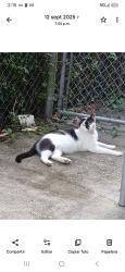 Lost Male Cat last seen Curtis sr y árboles sr, Orlando, FL 32807