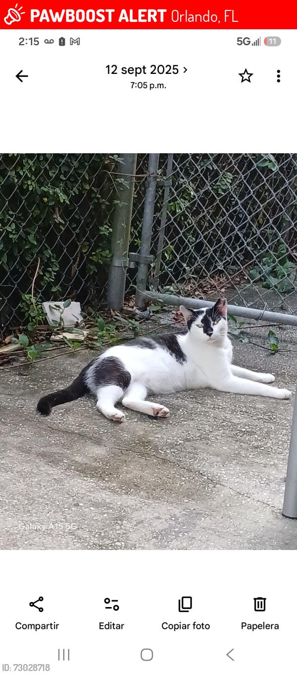 Lost Male Cat last seen Curtis sr y árboles sr, Orlando, FL 32807