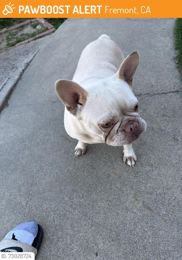 Found/Stray Female Dog last seen Arlene Ct and Greenwood Dr, Fremont, CA 94536