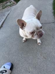 Found/Stray Female Dog last seen Arlene Ct and Greenwood Dr, Fremont, CA 94536