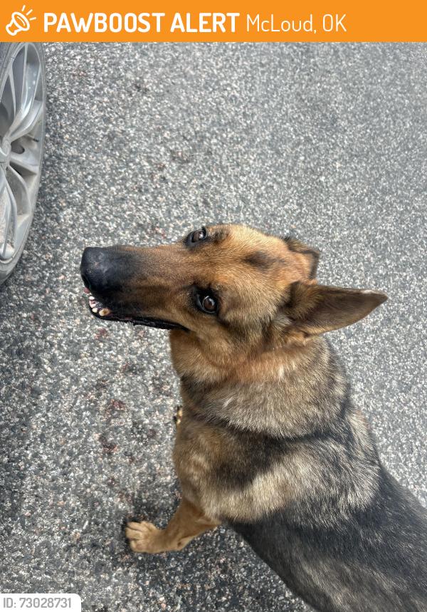 Found/Stray Male Dog last seen Highway 102 and New Hope Rd, McLoud, OK 74851