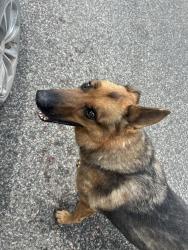 Found/Stray Male Dog last seen Highway 102 and New Hope Rd, McLoud, OK 74851