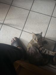 Lost Female Cat last seen Big horn circle nw Palm Bay , Palm Bay, FL 32907
