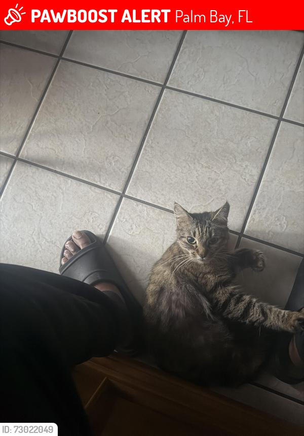 Lost Female Cat last seen Big horn circle nw Palm Bay , Palm Bay, FL 32907