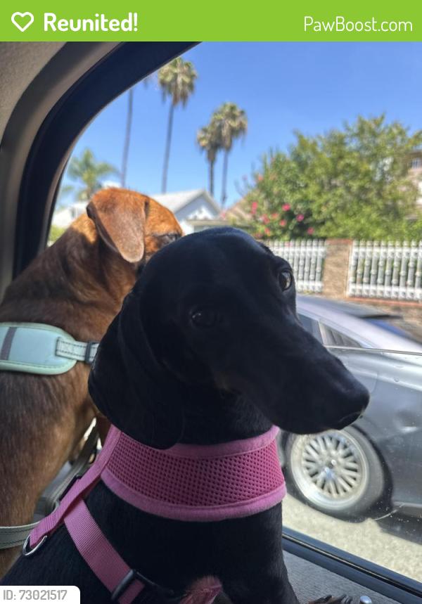Reunited Female Dog last seen Near bandera st , Los Angeles, CA 90002