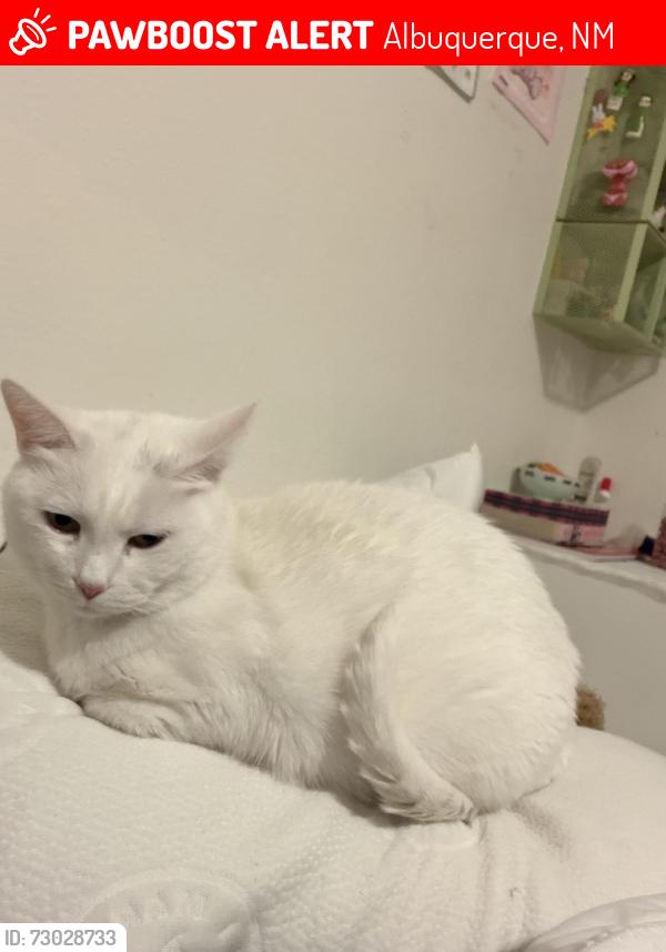 Lost Female Cat last seen Elizabeth street, Albuquerque, NM 87123