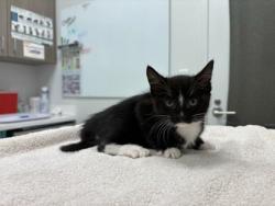 Shelter Stray Female Cat last seen E 39th and Chelsea Ave, 64130, MO, 7077 Elmwood Ave, Kansas City, MO 64132, USA