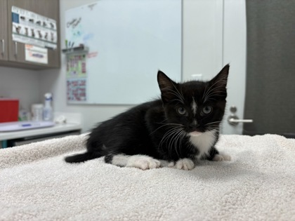 Shelter Stray Female Cat last seen E 39th and Chelsea Ave, 64130, MO, 7077 Elmwood Ave, Kansas City, MO 64132, USA