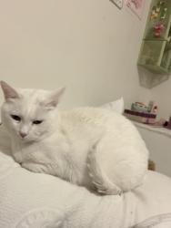 Lost Female Cat last seen Elizabeth street, Albuquerque, NM 87123