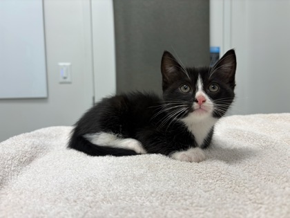 Shelter Stray Female Cat last seen E 39th and Chelsea Ave, 64130, MO, 7077 Elmwood Ave, Kansas City, MO 64132, USA