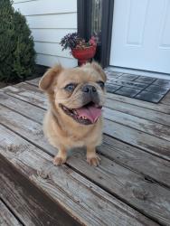 Reunited Female Dog last seen Wolf Ave. Englewood Ohio, Englewood, OH 45322