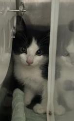 Shelter Stray Female Cat last seen Rimma Way and Lora Way, Roseville City, CA, 200 Tahoe Ave, Roseville, CA 95678, USA