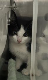 Shelter Stray Female Cat last seen Rimma Way and Lora Way, Roseville City, CA, 200 Tahoe Ave, Roseville, CA 95678, USA
