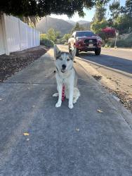 Found/Stray Female Dog last seen Cattail ln, Moreno Valley, CA 92557