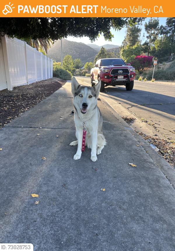 Found/Stray Female Dog last seen Cattail ln, Moreno Valley, CA 92557