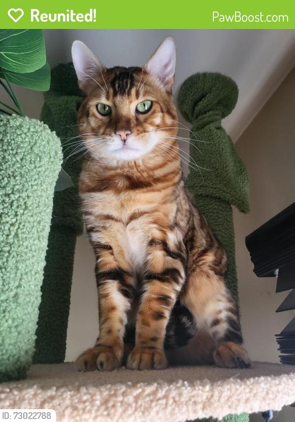 Reunited Male Cat last seen Prospect & Stearns , Bartlett, IL 60103