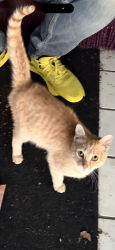 Found/Stray Unknown Cat last seen Pontiac trail 8 mile , Novi, MI 48375