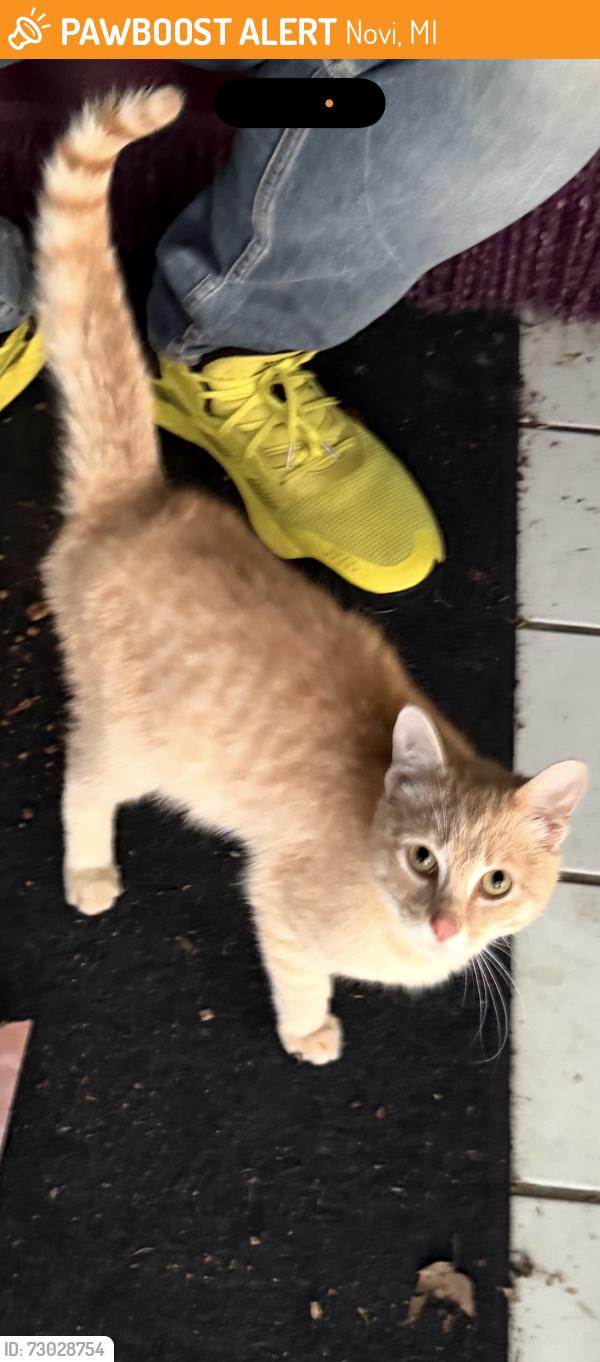 Found/Stray Unknown Cat last seen Pontiac trail 8 mile , Novi, MI 48375