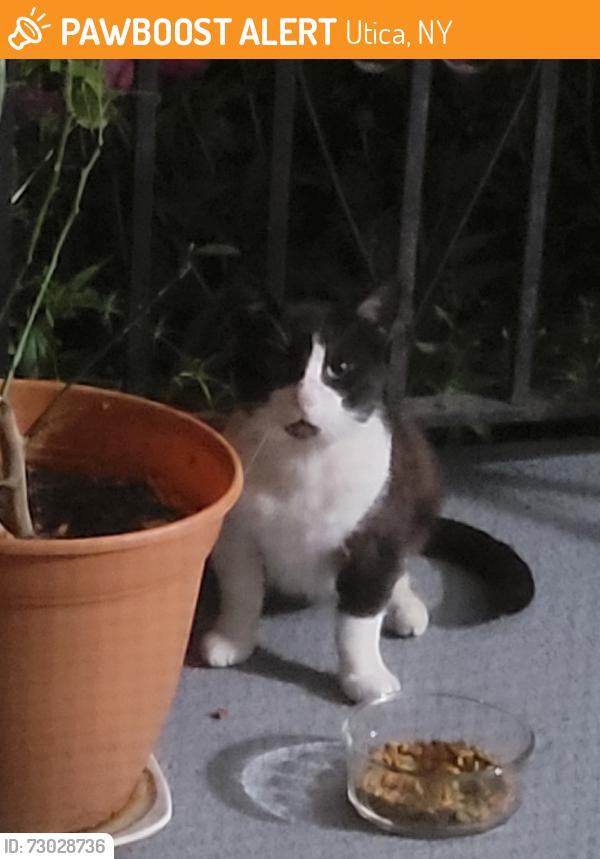 Found/Stray Male Cat last seen Kossuth, Utica, NY 13501