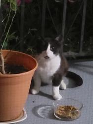 Found/Stray Male Cat last seen Kossuth, Utica, NY 13501