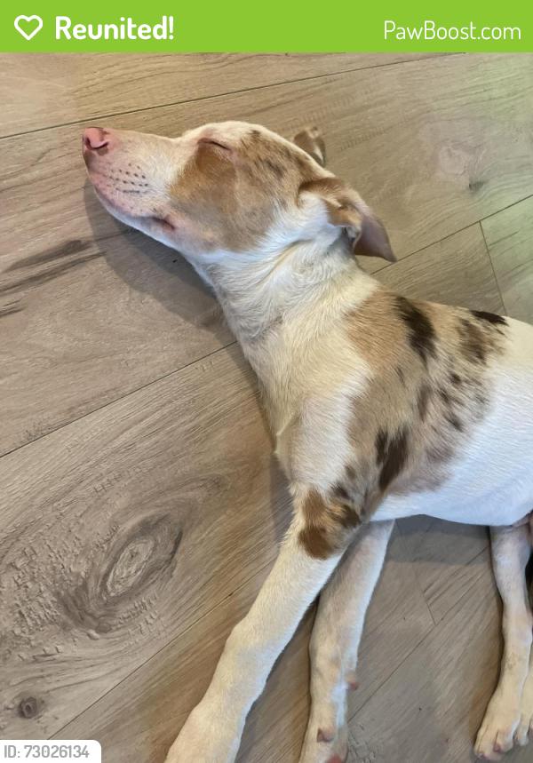 Reunited Male Dog last seen Near Connally terrace Arlington , Arlington, TX 76010