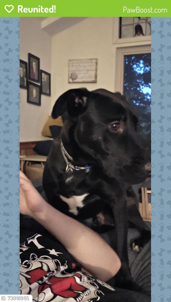 Reunited Male Dog last seen Antire Rd and Little Antire Rd, High Ridge, MO 63049