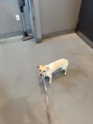 Found/Stray Male Dog last seen South Mission Beach Lifeguard Tower, San Diego, CA 92109