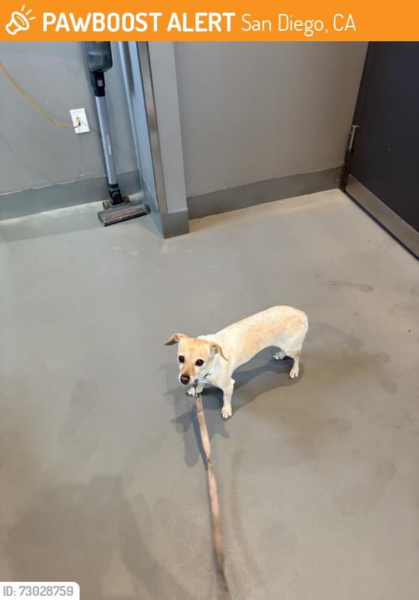 Found/Stray Male Dog last seen South Mission Beach Lifeguard Tower, San Diego, CA 92109
