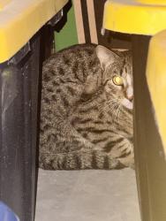 Found/Stray Unknown Cat last seen Huron dr new braunfels in Mayfair, New Braunfels, TX 78130