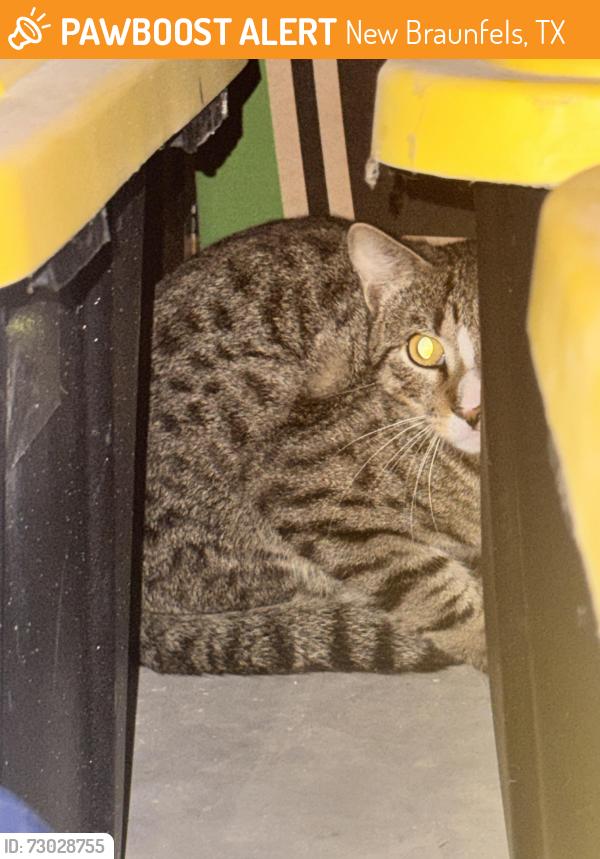 Found/Stray Unknown Cat last seen Huron dr new braunfels in Mayfair, New Braunfels, TX 78130
